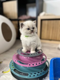 Blue mitted Ragdoll s PP - 2