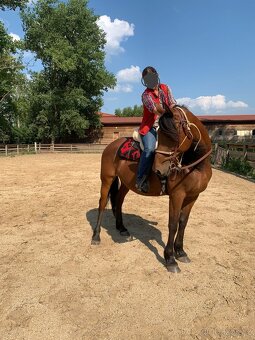 Prodám klisnu - 2