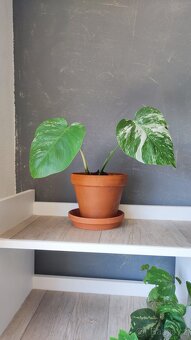 Monstera albo, anturium, pokojové rostliny - 2