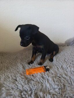 Pražský krysařík mini bez PP - 2