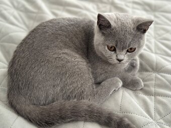 Britská modrá krátkosrstá kočka s PP - 2