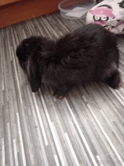 Zakrsly králík minilop - 2