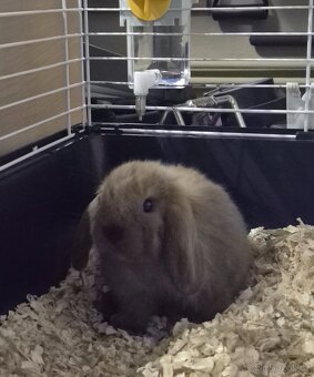 Zakrslý beránek - 2