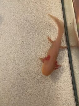 3 velké axolotly + vybavení - 2