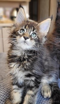 Mainská mývalí koťátka s PP - 2