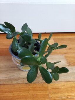 Crassula ovata - tlustice vejčitá - 2
