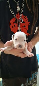 Americký stafordšírský terier bez pp - 2