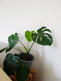 Monstera deliciosa - vhodná do interiéru - 2