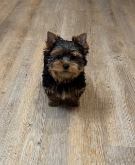 Jorkšírský  teriér - 2