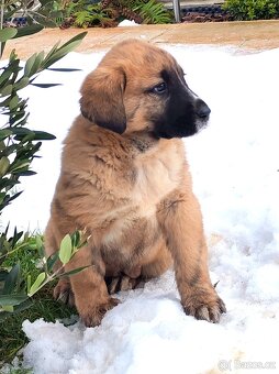 středoasijský pastevecký pes - 2