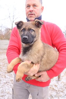 Německý ovčák štěňata s PP, work line, - 2