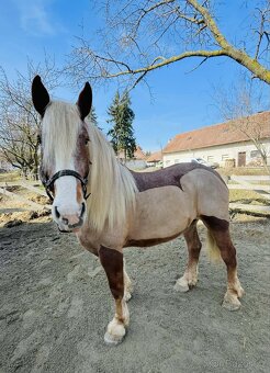 9 letá klisna ČMB - 2