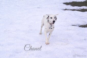 🤍Dalmatín🖤 - 2