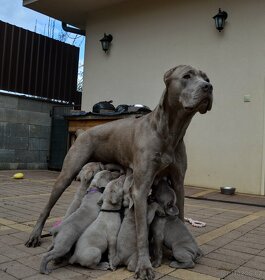 Americký Bandog - 2