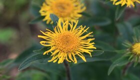 Oman srstnatý- Inula hirta 1000 semen 50 Kč - 2