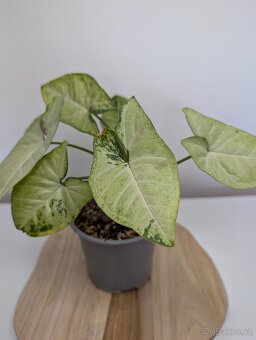 Syngonium Milk Confetti - 2
