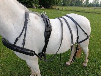 Postroj pony - 2