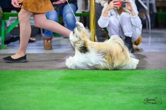 Shih tzu s PP / shi-tzu / shi tzu - 2