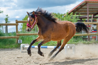 Roční klisnička welsh pony of cob type. - 2