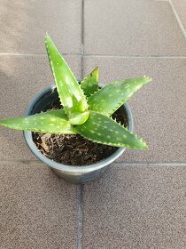 Sazenice aloe vera - 2