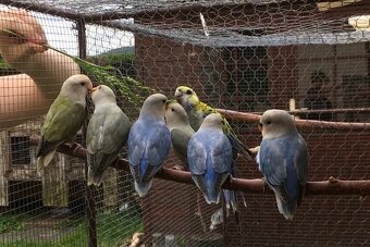 Agapornis růžohrdlý 🦜 - 2