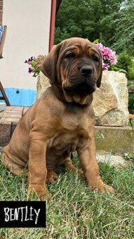 Tosa Inu - Štěňátka s PP - 2