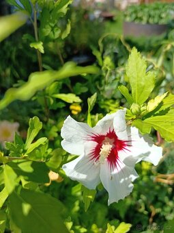Vrba,trvalky, prunus, cercis - 2