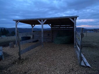 Pastevní ustájení na Masečíně - 2