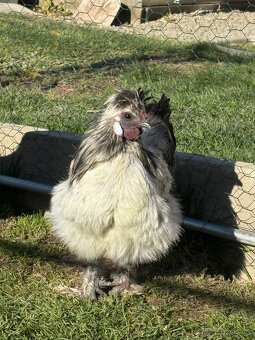 mladí kohouti Hedvábničky a Pavlovky - 2