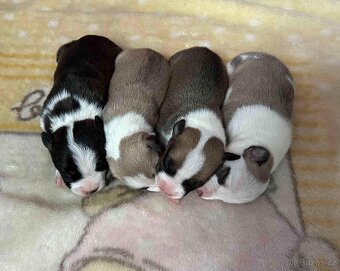 Americký stafordšírský teriér s PP - 2