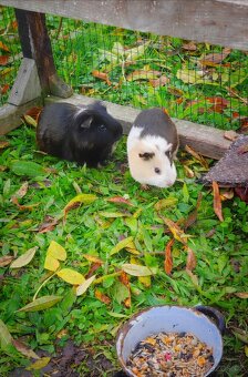 Daruji morčátka - 2