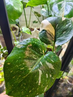 Monstera Thai Constalation - 2