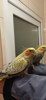 Ručně dokrmené výstavní korely, mládata. - 2