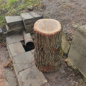 Dubový špalek na štípání - 2