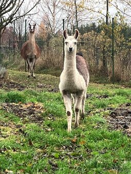 Lama krotká - 2