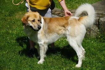 Český horský pes s PP - 2