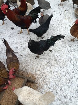 Kohouti ayam cemani - 2