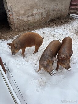 Prodám domácí prasata - 2