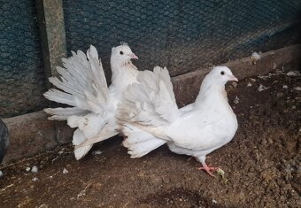 Holuby paviky - 2