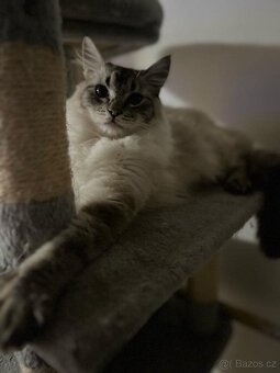 Kocourek ragdoll ke krytí - 2