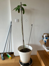 Avokado - 2
