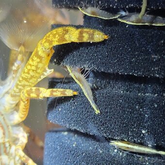 Krevetky Atyopsis Moluccensis (Bamboo Shrimp, Molucka) - 2