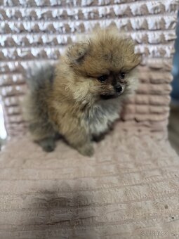 Pomeranian - 2