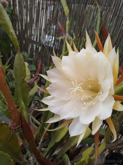 Epiphyllum - fylokaktus - 2