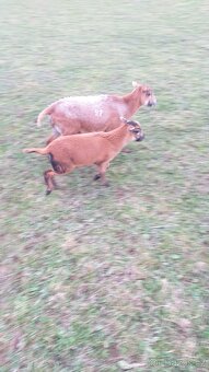 Kamerunske ovce letošní ovečky - 2