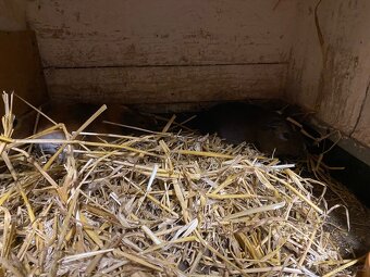 Pár cuy morčat - 2