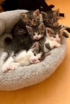 Daruji Koťátka do dobrých rukou - 2