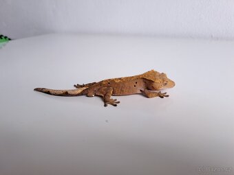 pagekon řasnatý samec.. - 2