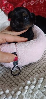 Jorkšírský teriér Yorkšírský teriér - 2