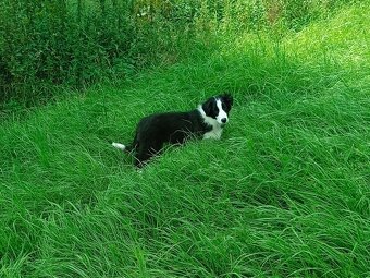 border kolie - 2